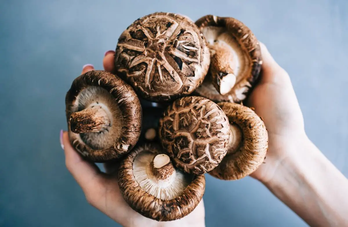Shiitake, ein Heilpilz mit mehreren Vorzügen 2026 1 champignon-multiples