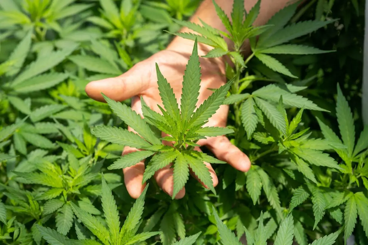 cbd puissant