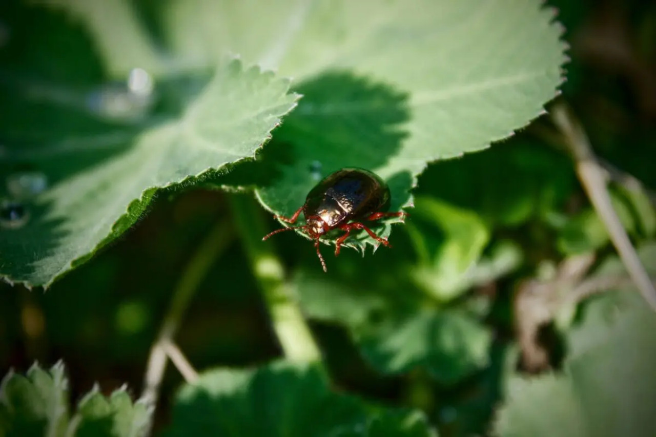Insektenstiche erkennen: Kompletter Ratgeber 🦟✅ 1 Insektenstiche erkennen: Kompletter Ratgeber 🦟✅